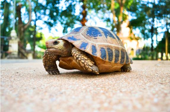 Laggard  - Meaning: a slow and lazy person, organization, etc.