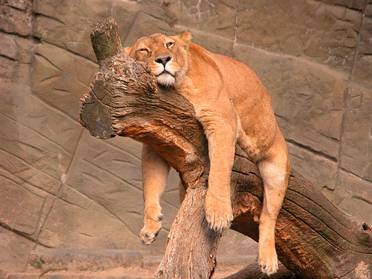 Lackadaisical  - Meaning: Lacking enthusiasm and determination; carelessly lazy.