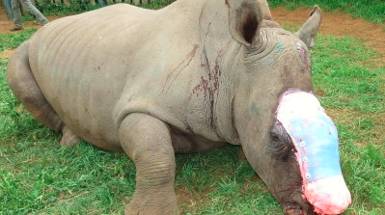 Extinction  - Meaning: A situation in which something no longer exists.