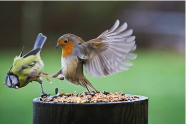 Belligerence  - Meaning: Aggressive or warlike behaviour.