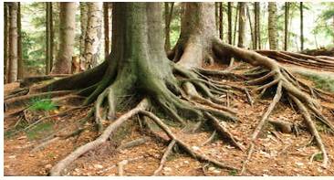 Entwined  - Meaning: Closely connected or unable to be separated.
