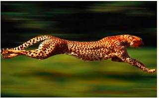 Swift  - Meaning- Moving very quickly.