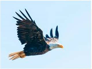 Soaring  - Meaning- Increasing rapidly above the usual level.