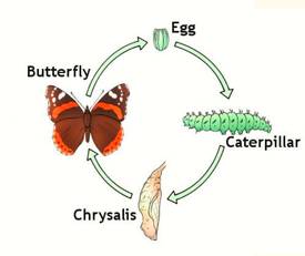 Mutate  - Meaning-  Change in form or nature.