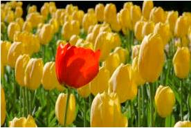 Conspicuous  - Meaning- Attracting notice or attention.