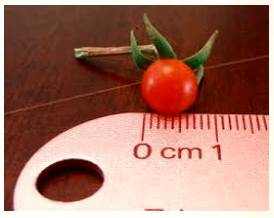 Minuscule  - Meaning-  So small as to be insignificant.