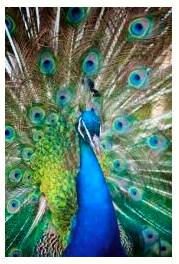 Flaunt  - Meaning- To show something you are proud of to other people, in order to impress them.