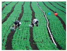 Toil  - Meaning - Work extremely hard or incessantly.