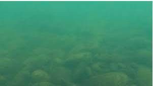 Murky  - Meaning – Not clear.