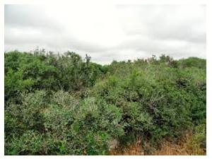 Thicket  - Meaning - A dense group of bushes or trees.