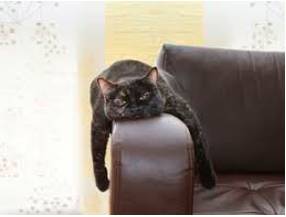 Lukewarm  - Showing little enthusiasm.