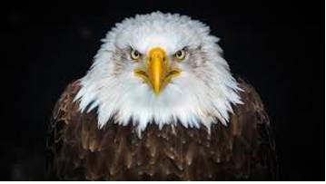 Formidable  - Inspiring fear or respect through being impressively large, powerful, intense, or capable.