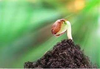 Nascent  - (especially of a process or organization) just coming into existence and beginning to display signs of future potential.