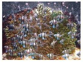 Teeming  - Full of people or things.