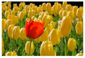 Conspicuous  - Easy to see or notice.