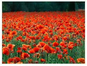 Profusion  - An abundance or large quantity of something.