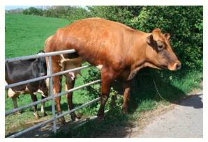 Predicament  - A difficult, unpleasant, or embarrassing situation.