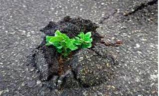 Resilient  - (of a person or animal) able to withstand or recover quickly from difficult conditions.