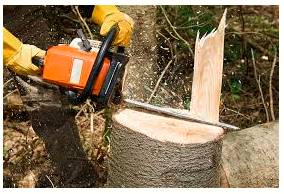 Whittle  - Reduce something in size, amount, or extent by a gradual series of steps.