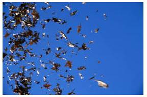 Flurry  - A sudden short period of activity or excitement.
