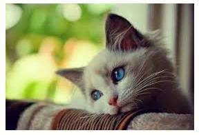 Wistfully  - With a feeling of vague or regretful longing.