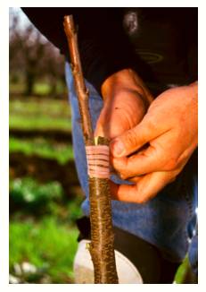 Graft  - Combine or integrate (an idea, system, etc.) with another, typically in a way considered inappropriate.