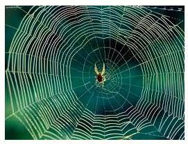 Ensnare  - Catch in or as in a trap.