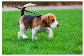 Tether  - Tie (an animal) with a rope or chain so as to restrict its movement.
