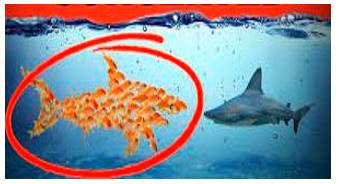 Concerted  - Jointly arranged or carried out.