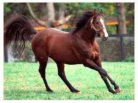 Unbridled  - uncontrolled.