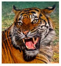 Ferocity  - Aggressive behaviour.