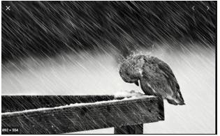 Woe  - The troubles and problems that somebody has.