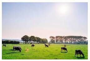 Bucolic  - Relating to the pleasant aspects of the countryside and country life.