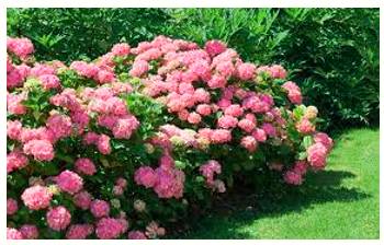 Perennial  - Lasting or existing for a long or apparently infinite time; enduring or continually recurring.