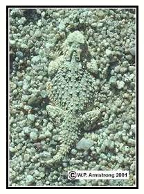 Camouflage  - Hide or disguise the presence of (a person, animal, or object) by means of camouflage.