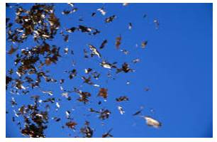 Flurry  - A sudden short period of activity or excitement.