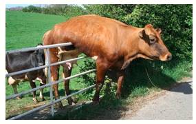 Predicament  - A difficult, unpleasant, or embarrassing situation.