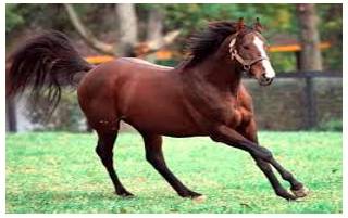 Unbridled  - uncontrolled.