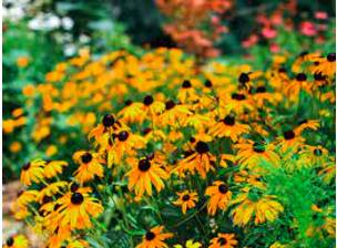 Perennial - Lasting or existing for a long or apparently infinite time; enduring or continually recurring.