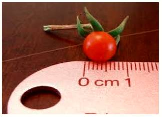 Minuscule  - So small as to be insignificant.