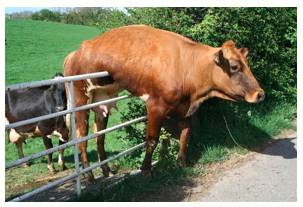 Predicament  - A difficult, unpleasant, or embarrassing situation.