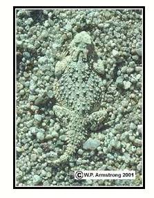 Camouflage  - Hide or disguise the presence of (a person, animal, or object) by means of camouflage.