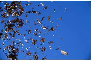 Flurry  - A sudden short period of activity or excitement.