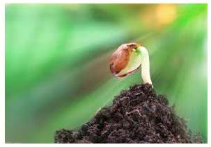 Nascent  - (especially of a process or organization) just coming into existence and beginning to display signs of future potential.