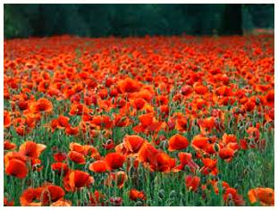 Profusion  - An abundance or large quantity of something.