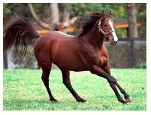 Unbridled  - Uncontrolled.