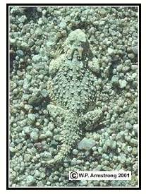 Camouflage  - Hide or disguise the presence of (a person, animal, or object) by means of camouflage.