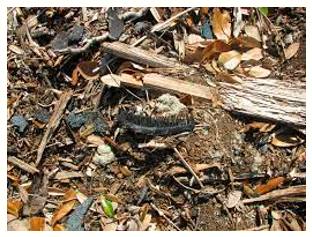 Detritus  - Waste or debris of any kind.