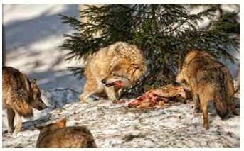 Depredation  - An act of attacking or plundering.