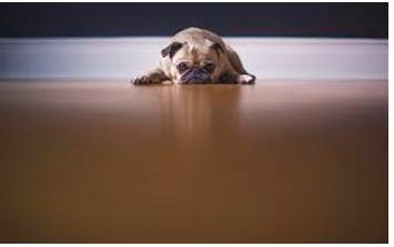 Reluctant  - Unwilling and hesitant.